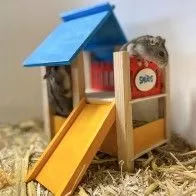 DUVO+ - “Smurfs” play area for small rodents