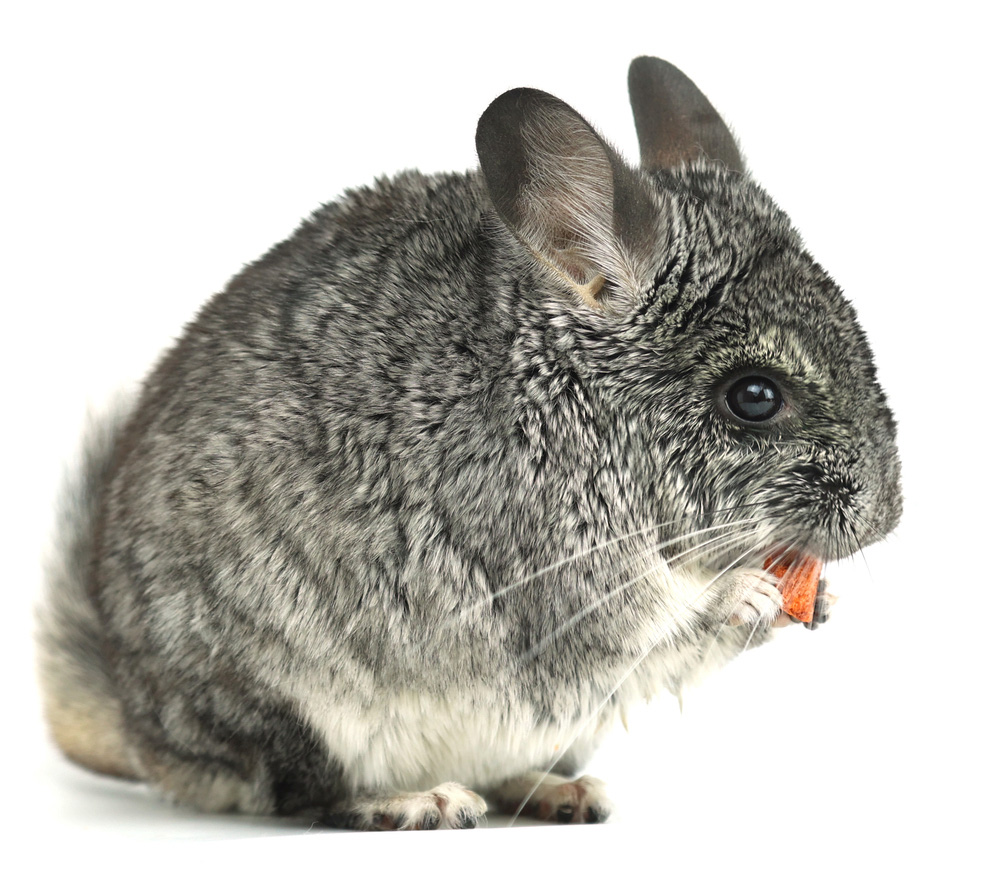 Chinchilla mange des friandises