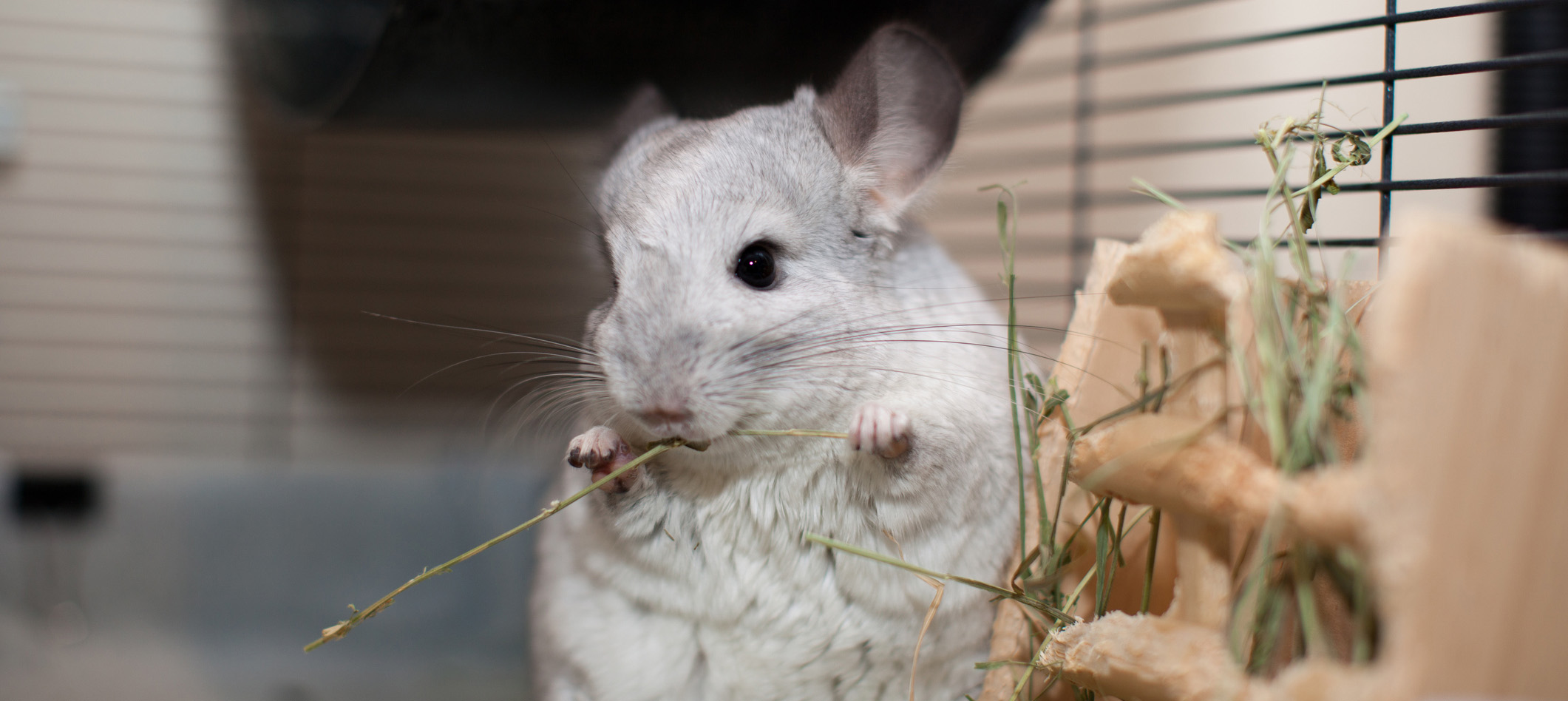 Chinchilla mange du foin