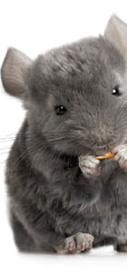 comida para chinchillas