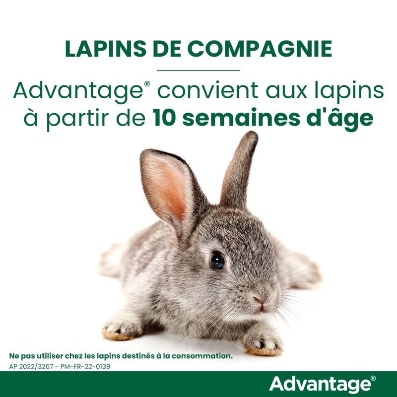 ELANCO - Advantage 40 pour chat et lapin - de 4 kg