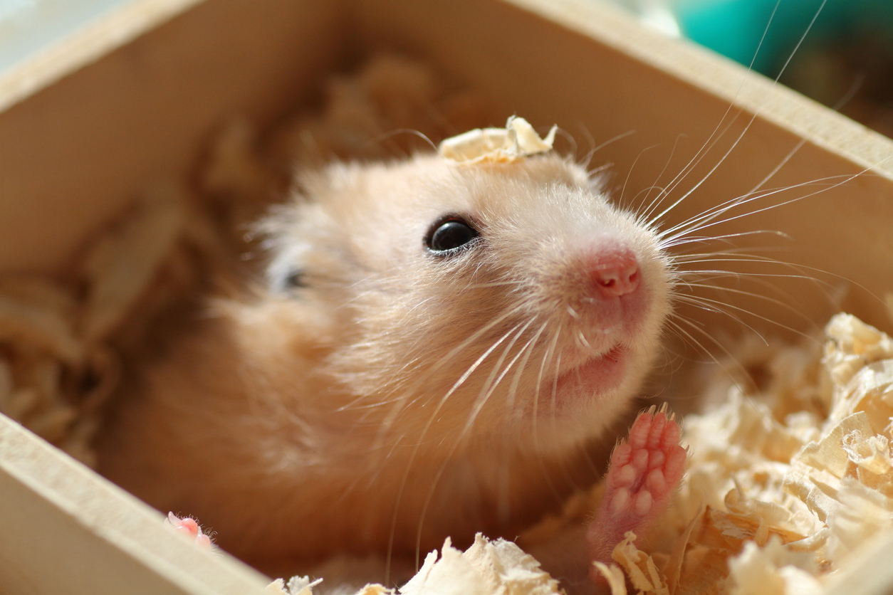 hamster qui creuse un tunnel