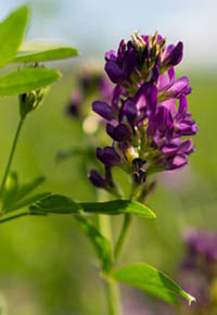 Alfalfa in the rabbit's diet