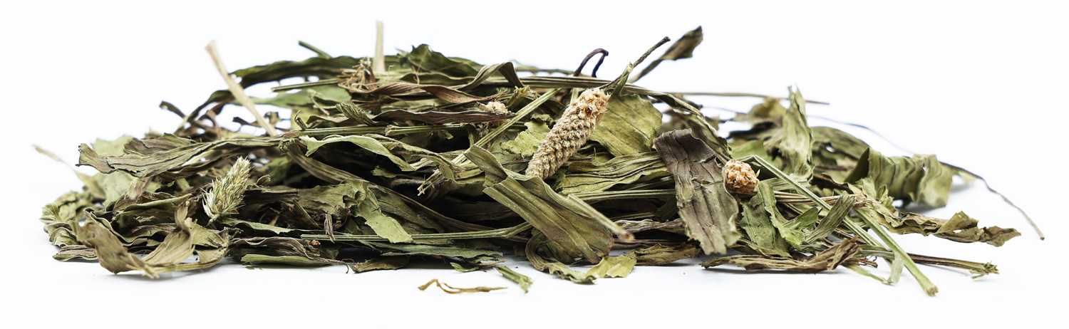 Plantain Lancéole pour lapin et rongeurs