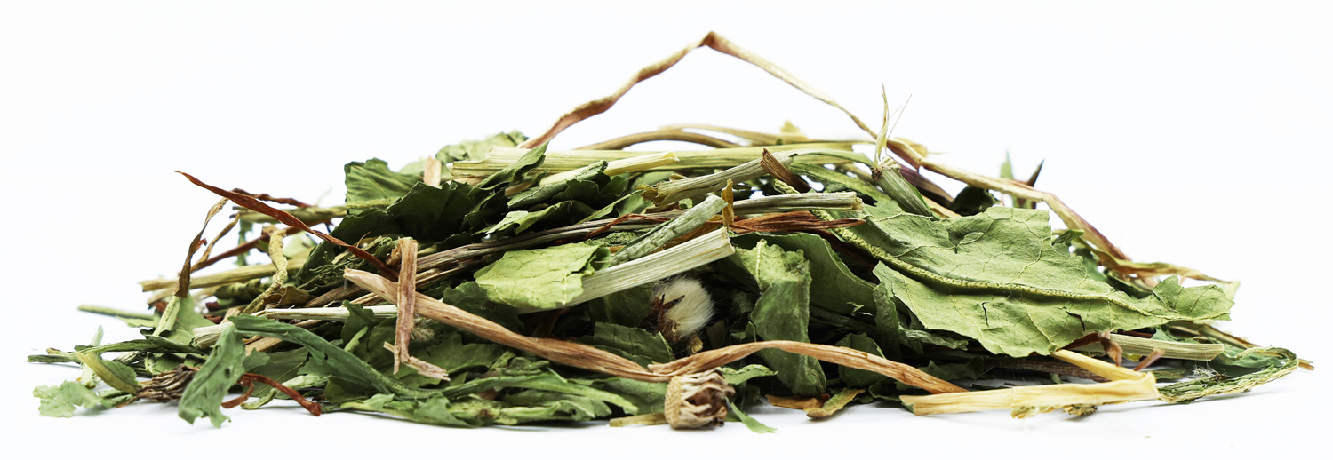 Feuilles de Pissenlit pour lapin et rongeurs