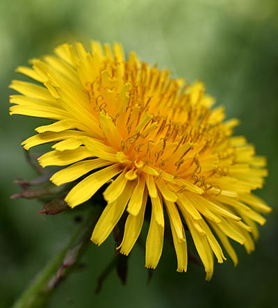 Dandelion in the rabbit's diet