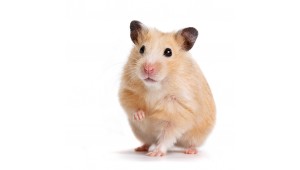 Le Blog Hamster